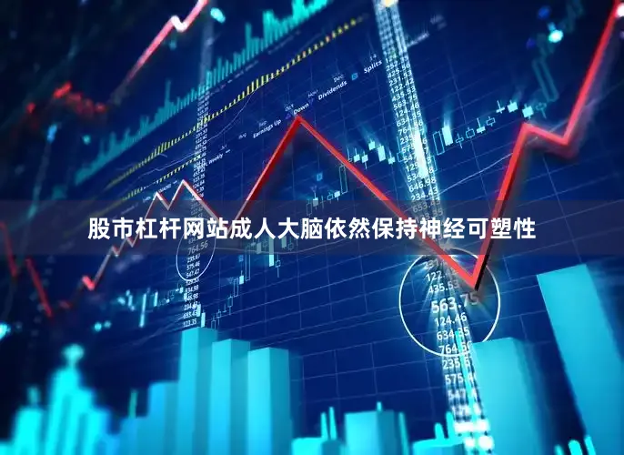 股市杠杆网站成人大脑依然保持神经可塑性